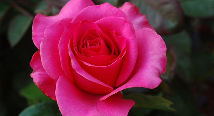 ciclo da rosa